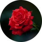 バラ　花言葉