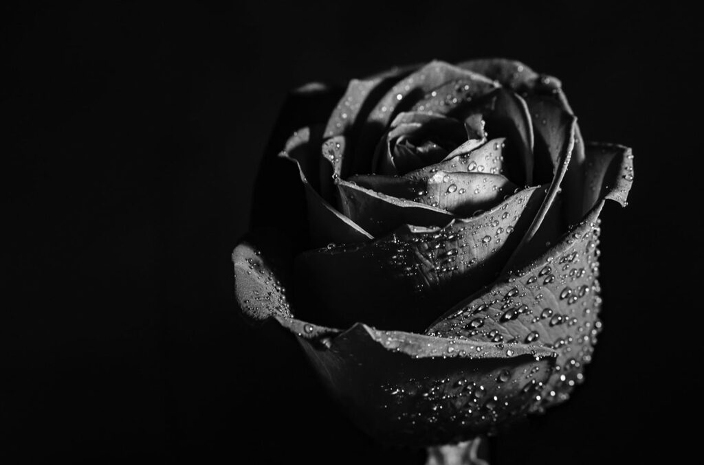 黒い薔薇